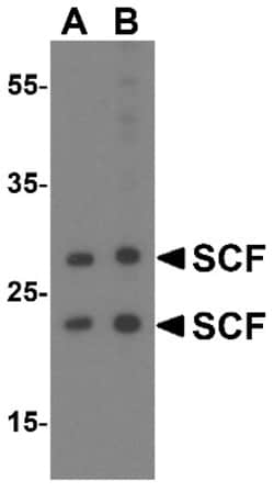 SCF/c-kit Ligand Antibody - BSA Free, Novus Biologicals 0.1mg; Unlabeled:Antibodies,